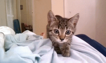 1000006585.gif