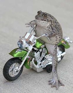 12e72d17a08ce1c7d3a6392ab1ffc14b--funny-frogs-cars-motorcycles.jpg
