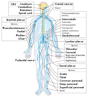 290px-Nervous_system_diagram-en.svg.png