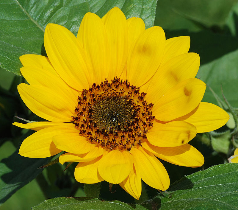 800px-Flower_July_2011-2_1_cropped.jpg