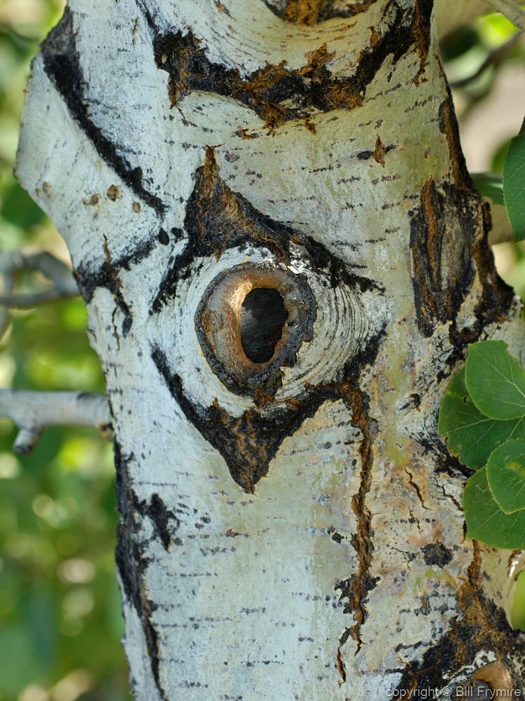 aspen_tree_eye_bark.jpg