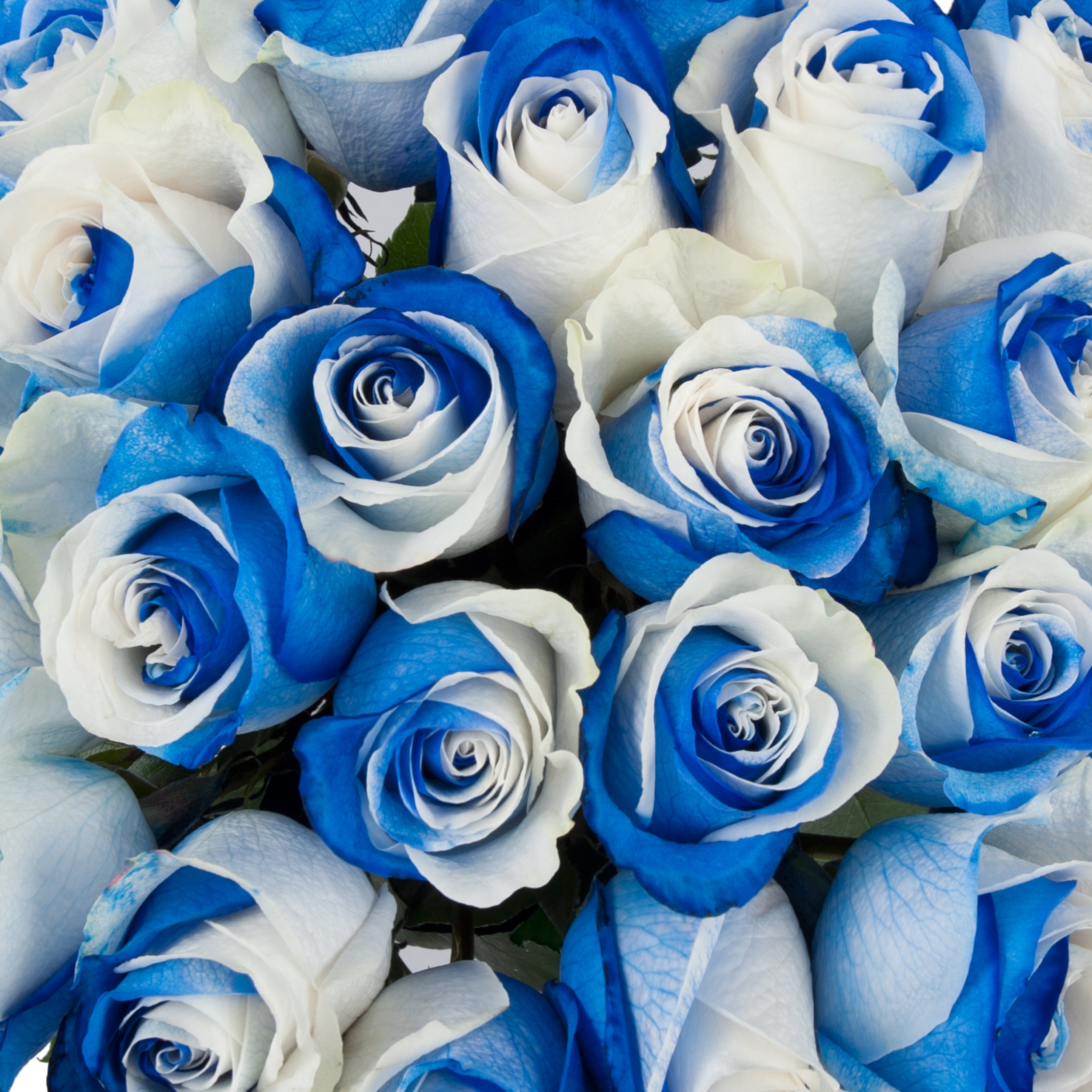 BLTRB50BLW100_ROSES_BICOLOR_BLUE_-_WHITE_D.jpg
