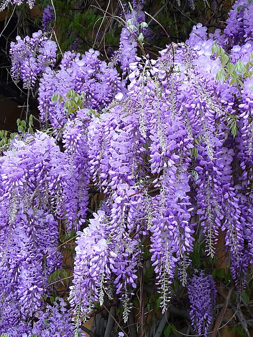 Chinese_Wisteria_Blütentrauben.JPG