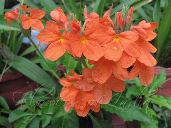 Crossandra.jpg
