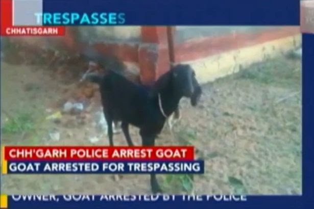 Goat-arrested-in-India.jpg