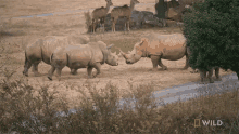 group-up-rhino-gets-a-mud-bath-secrets-of-the-zoo.gif