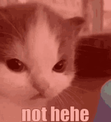 hehe-not-hehe.gif