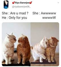 images (1).jpeg