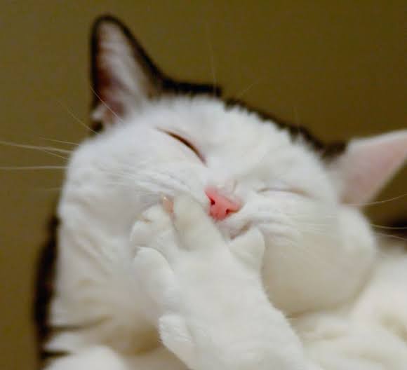 images (52).jpeg