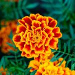 kanakambaram-in-english-marigold.jpg