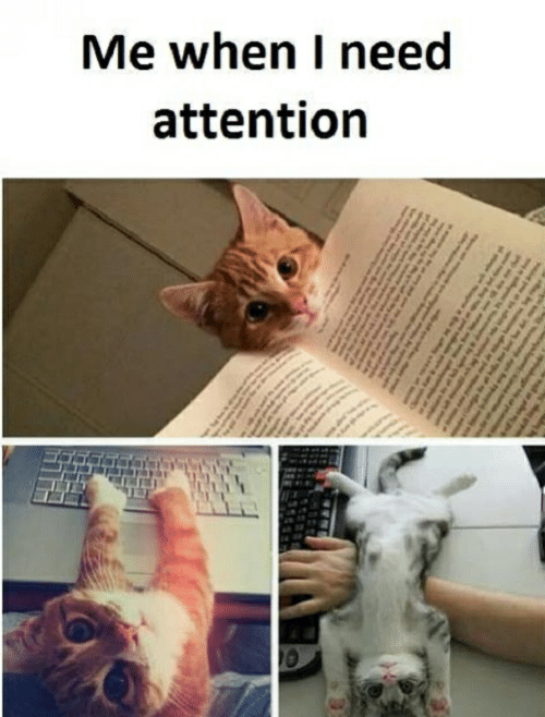 me-when-i-need-attention-pel-need-attention-funny-51898038.png