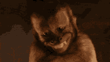monkey-smile-shy-monkey.gif