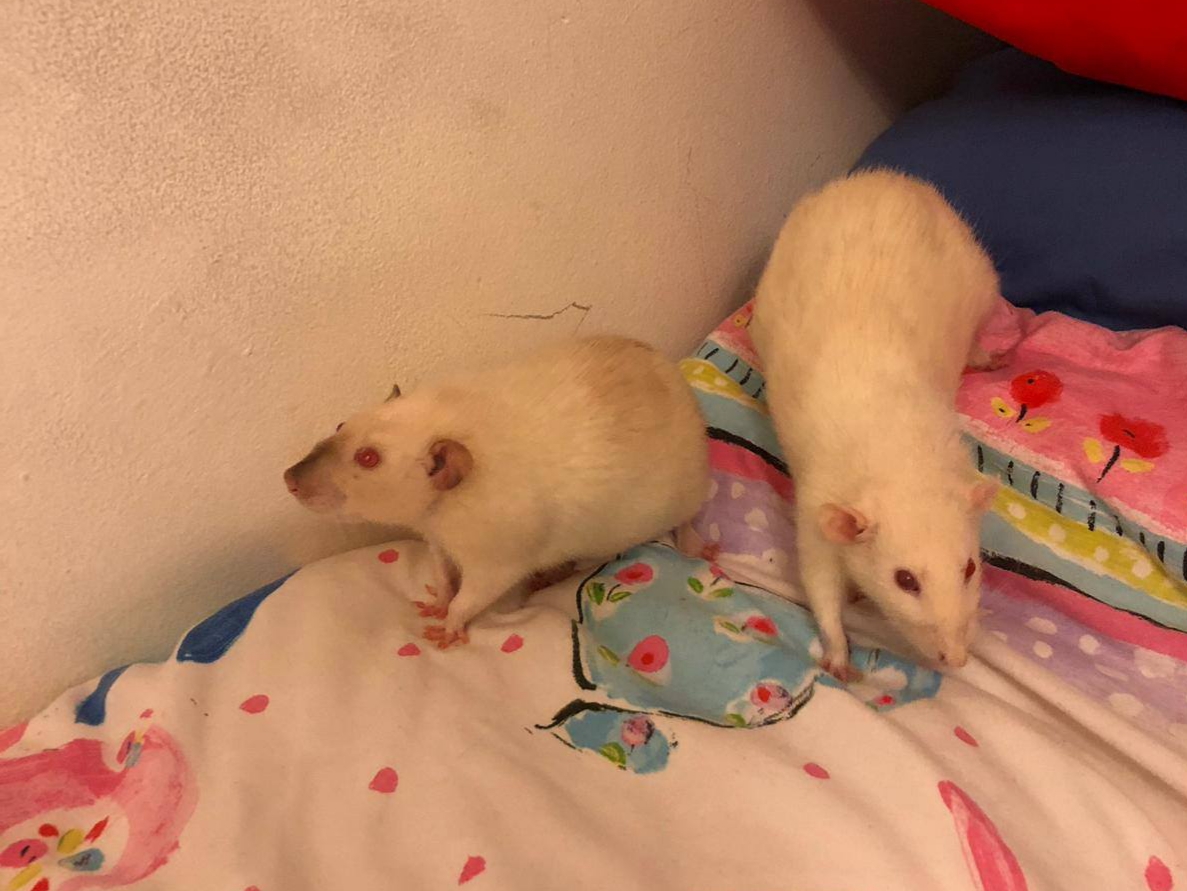 Mushu & Moomin.jpg