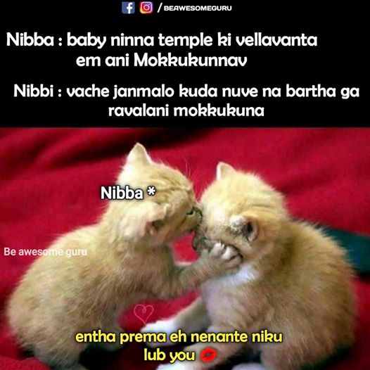 nibb12.jpg