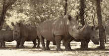 rhino-dean-schneider-vlog.gif