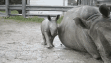 rhino-roll-over.gif