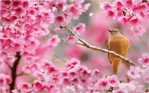 spring-gif-41.gif