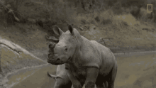 step-back-meet-six-rescued-rhinos-that-survived-poaching.gif