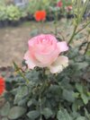 IMG_20250116_145659.jpg