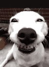 1000014299.gif