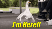 goose-im-here.gif