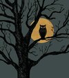 hoot-of-a-night.jpg