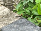 IMG_20250701_135235.jpg