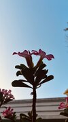 IMG_0268.jpeg