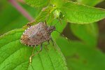 Stink-bug-shutterstock.jpg