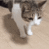 catfall.gif