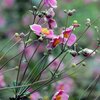 chinesische-herbst-anemone-anemone-hupehensis-var-japonica-samen.jpg