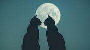close-up-of-black-cat-silhouettes-against-a-moonlit-background-creating-a-chilling-and-myster...jpeg