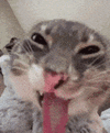 funny-cat-cat-tongue.gif