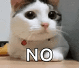 IMG_4905.gif