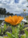 IMG_1934.jpeg