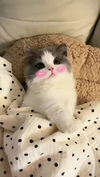 1784024596902.png