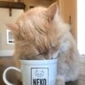 Coffee Cat