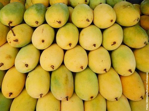himsagar-mango-500x500.jpg