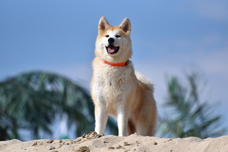 10 Dog Breeds That You May Not See Around So Often