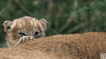 lion-cub-baby-lion.gif