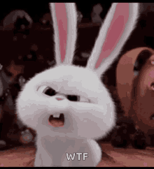 bunnies-what.gif