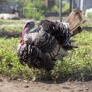 facts-about-thanksgiving-turkey.jpg
